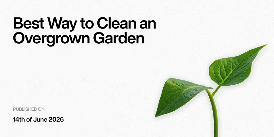 Best Way to Clean an Overgrown Garden: A Step-by-Step Guide